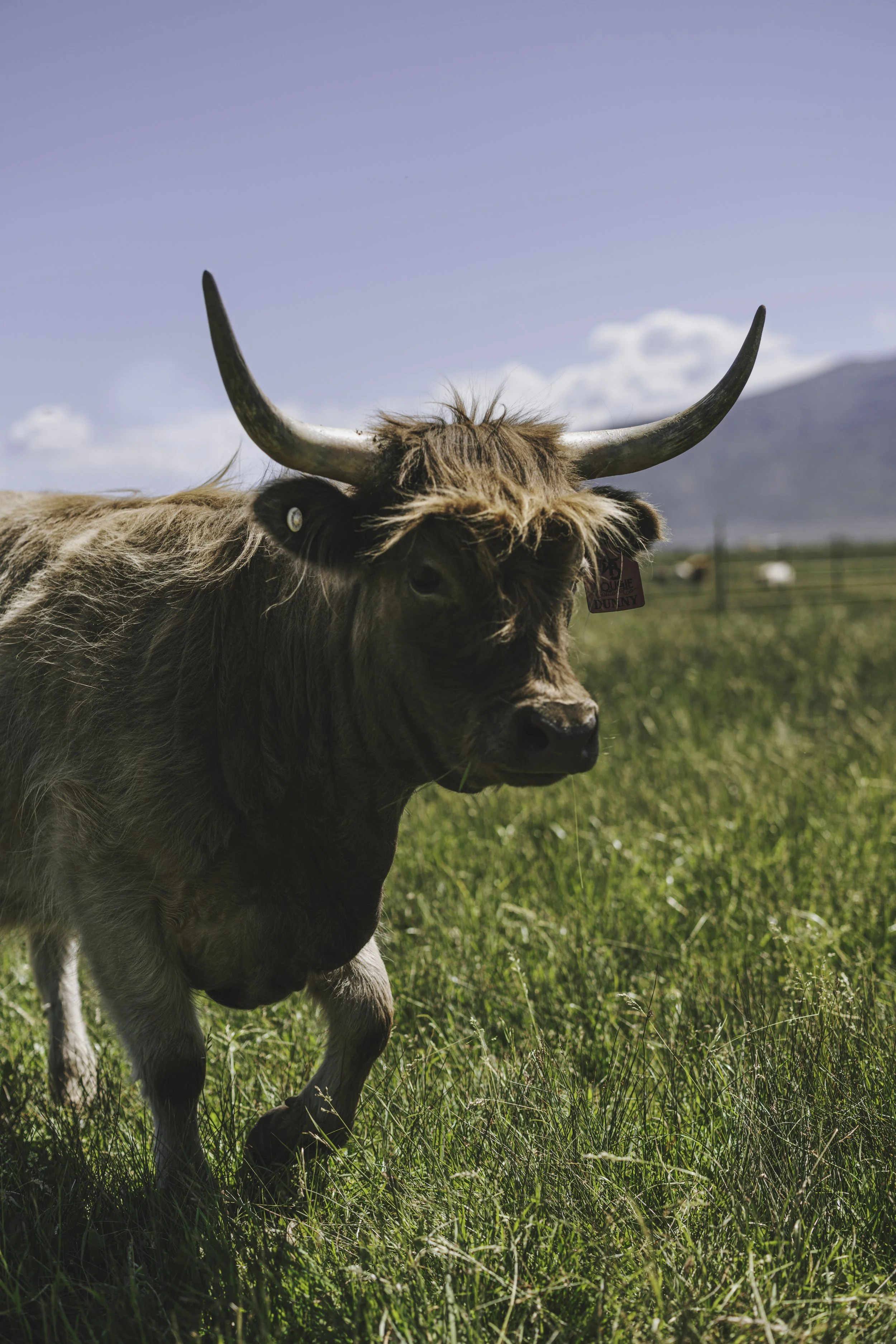 Bolt Ranch Color -24.jpg