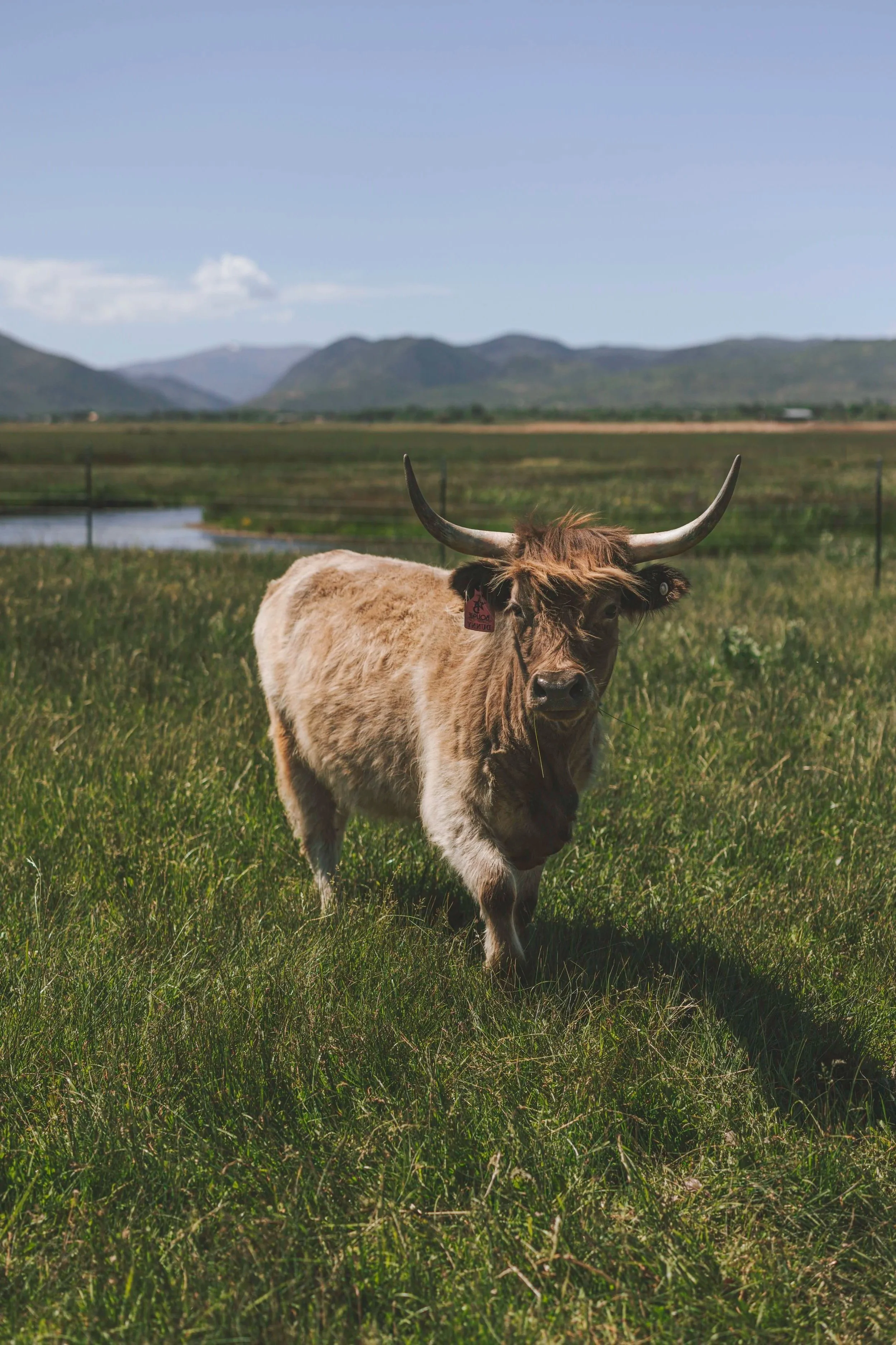 Highland cow standing in a green pasture with mountains in the distance at Bolt Ranch.