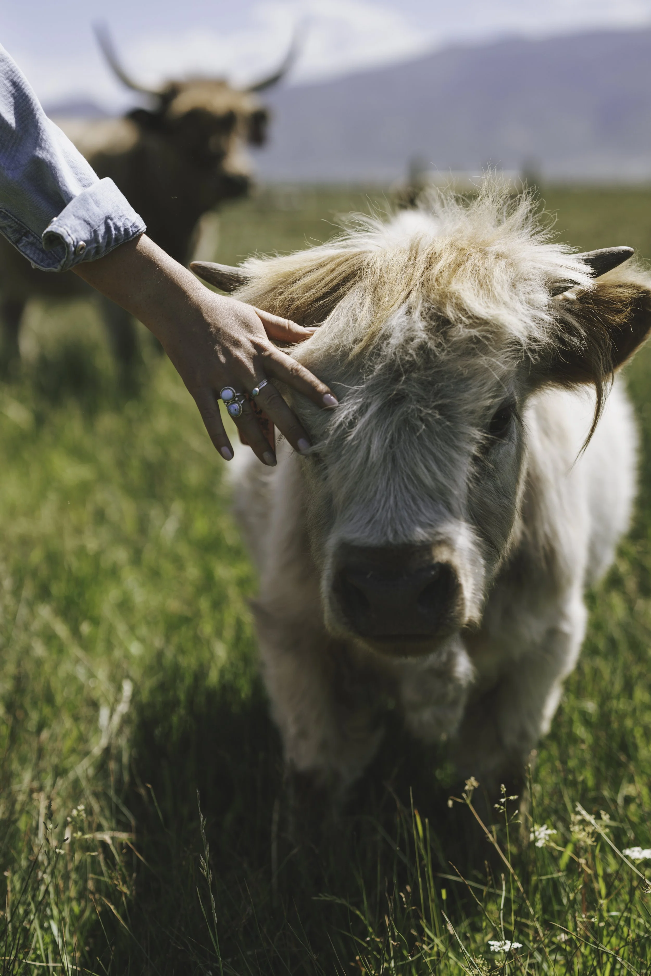 Bolt Ranch Color -27.jpg