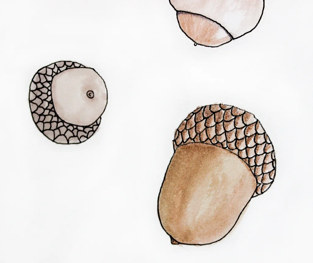 acorns2.jpg