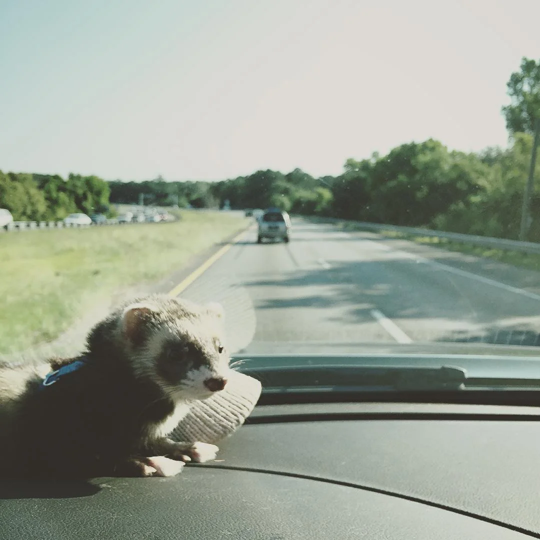 And we rollin... #ferbear #adventures