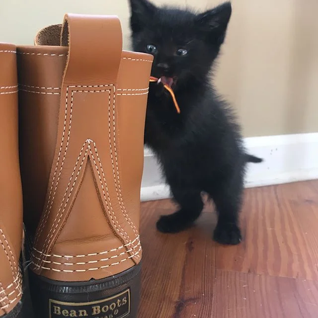 Happy 1st birthday Batman!! From the minute @chasejenkens saved this little pancake he’s been a mini monster, but we love him and he loves his brothers 🖤🦇😈 #crazycatlady #herekittykitty #catsofinstagram #blackcatsrule