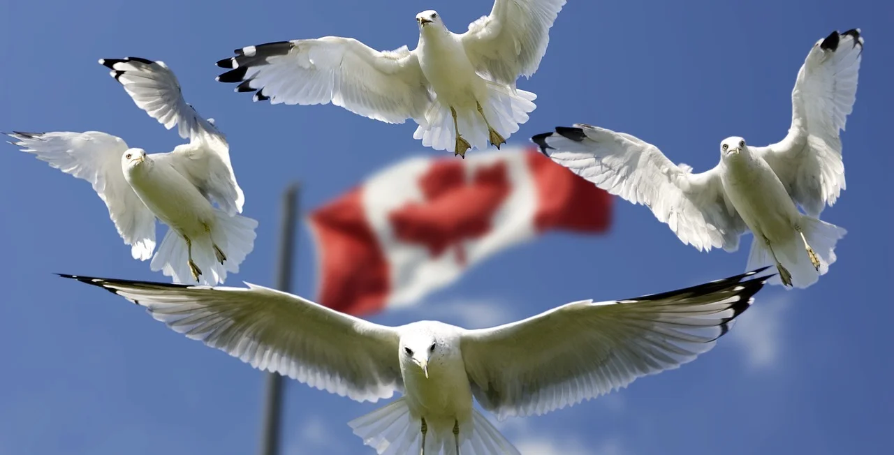 The Good Divorce, Canadian-Style