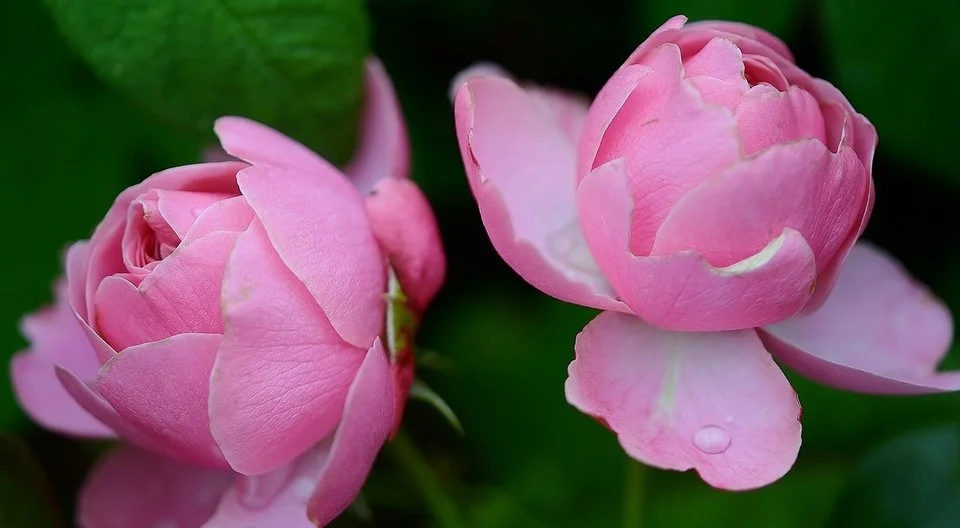 rsz_rose-288090_1280.jpg