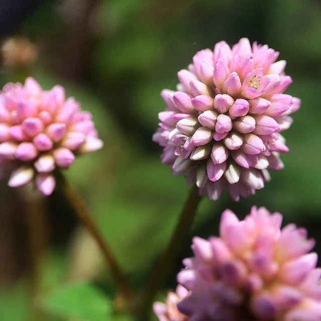 3 Plants to Make You Happy (Or Less Miserable)
