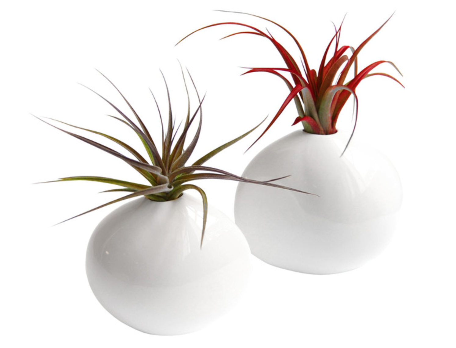 Pebble Porcelain Vases With Air Plants