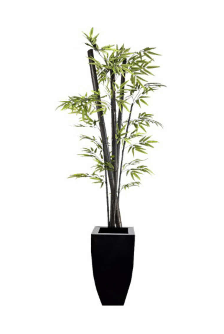 Black Bamboo in Zinc Container