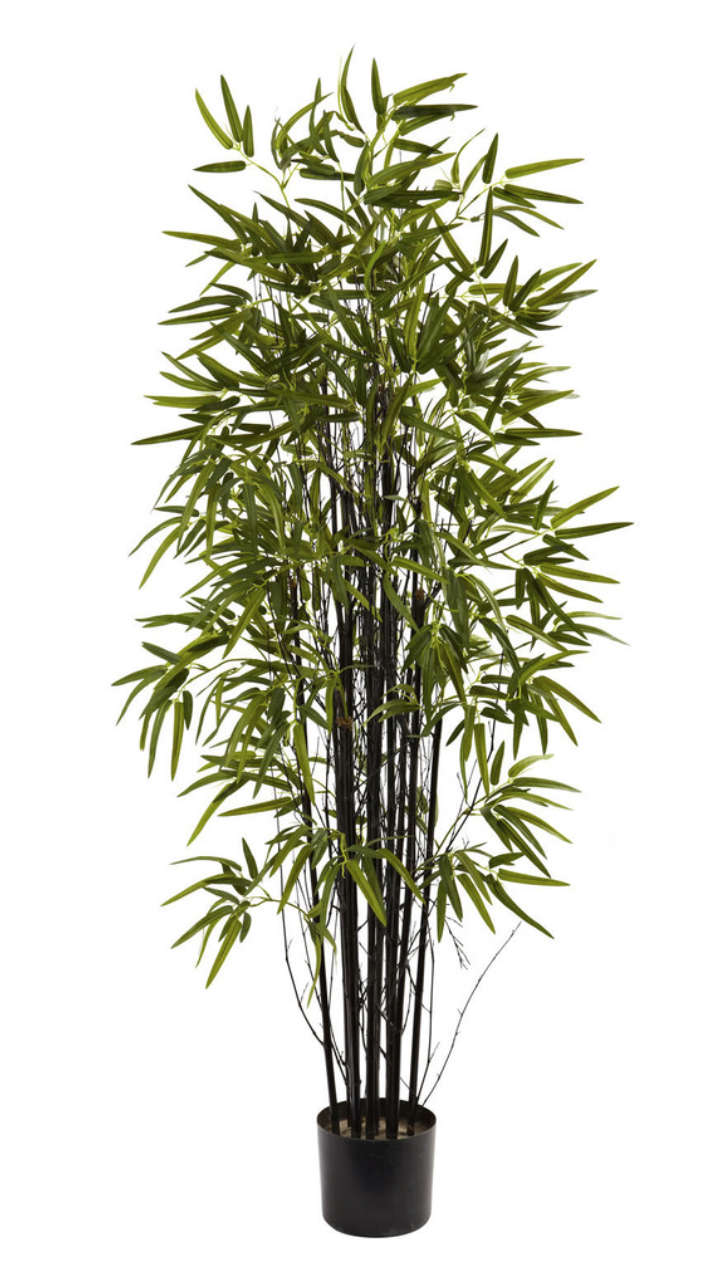 Black Bamboo Tree