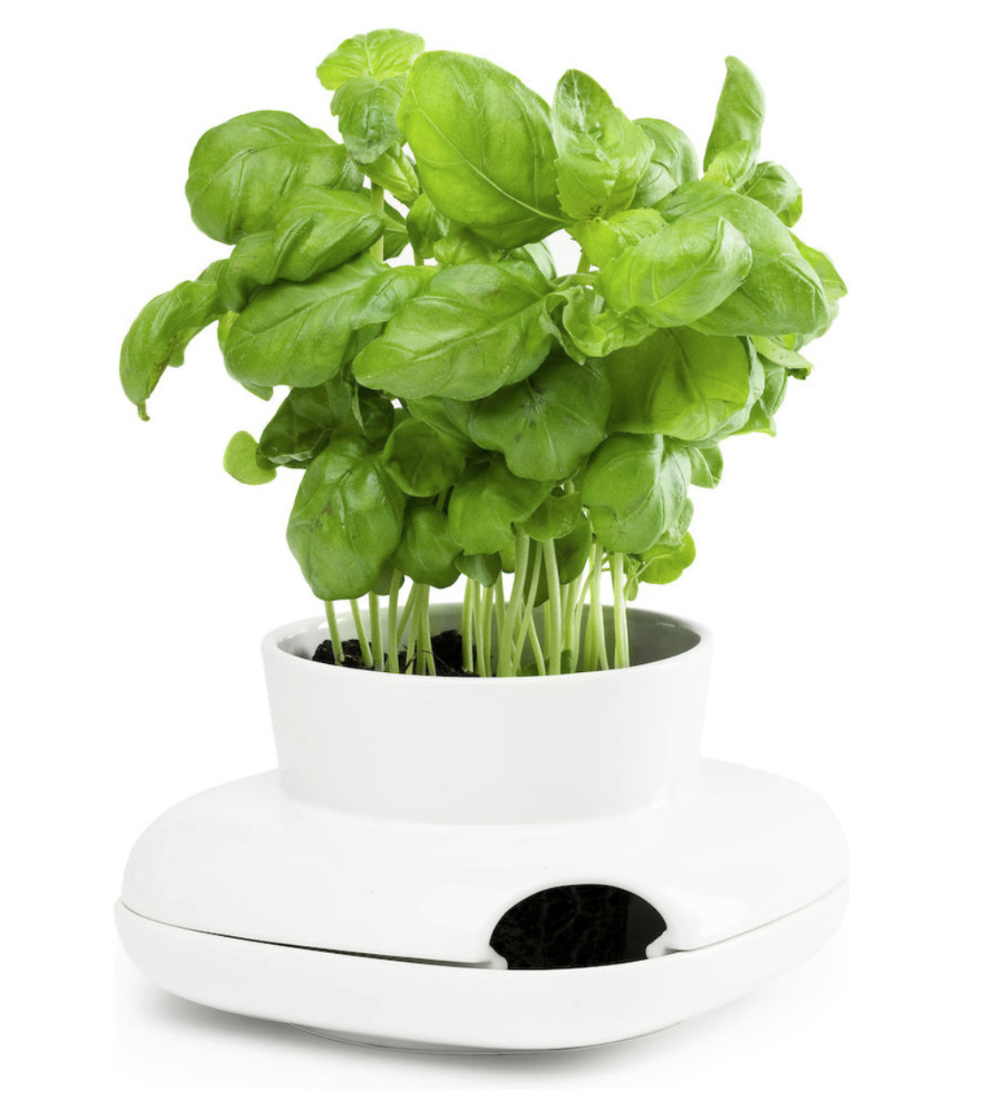 Herb Pot, Small