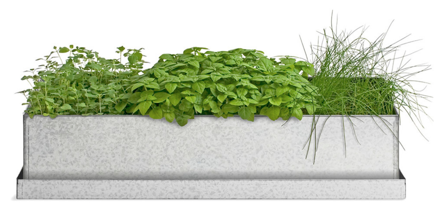 Windowsill Grow Box, Culinary Herbs