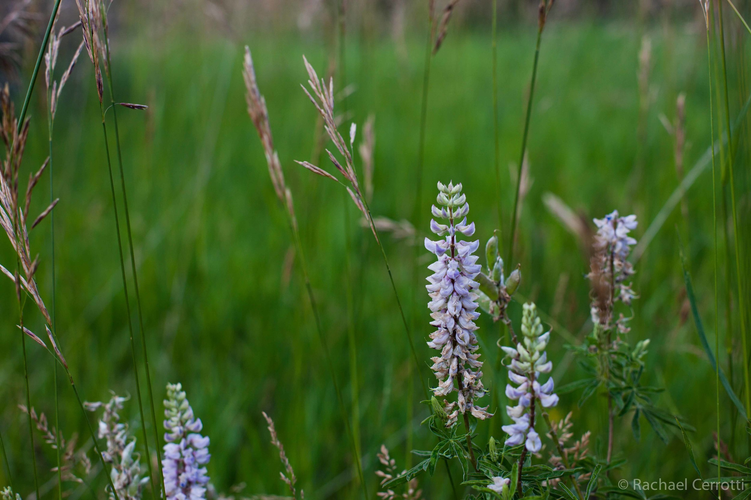 Simple and beautiful nature found in Roxborough State Park.