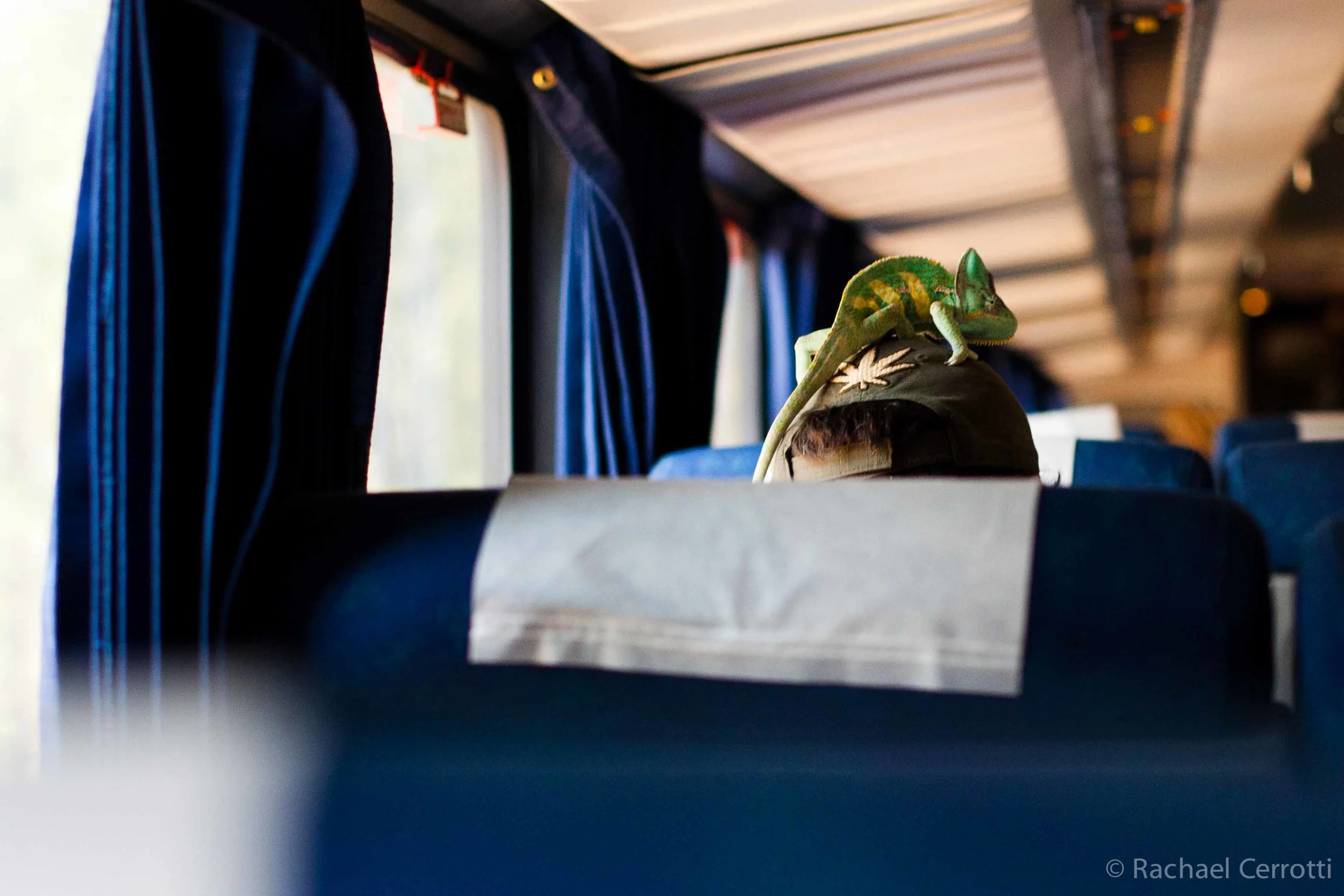Just one of many strange sights seen while crossing the country by train. The chameleon’s name is Ruby and she traveled from Iowa all the way to California, most of the time perched on top of someone’s head.