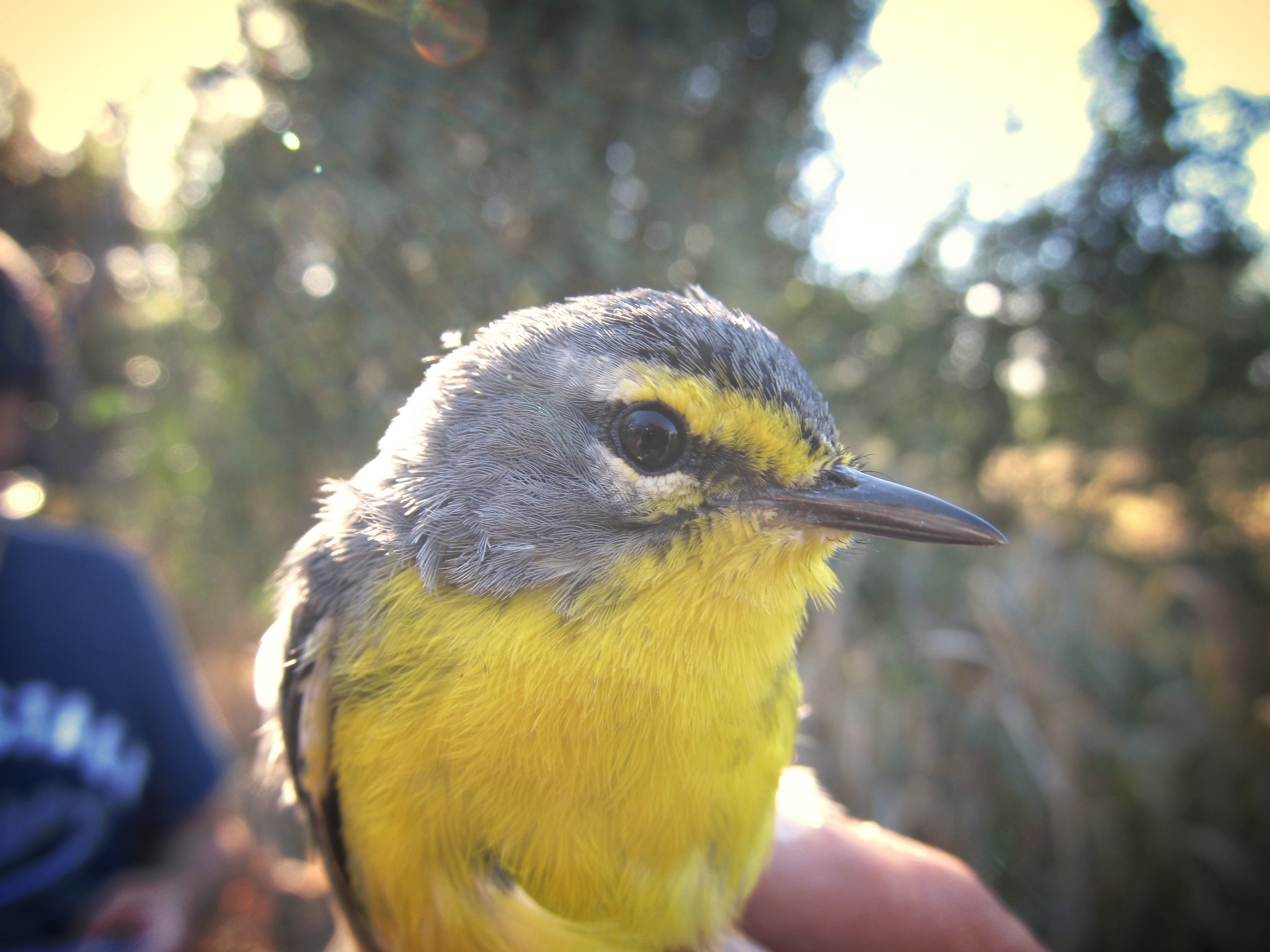 An Adelaide's warbler, held by Orlando Medina. A unique combination of colored plastic rings on the bird's legs will help us identify him in the future. Photograph by Orlando Medina.