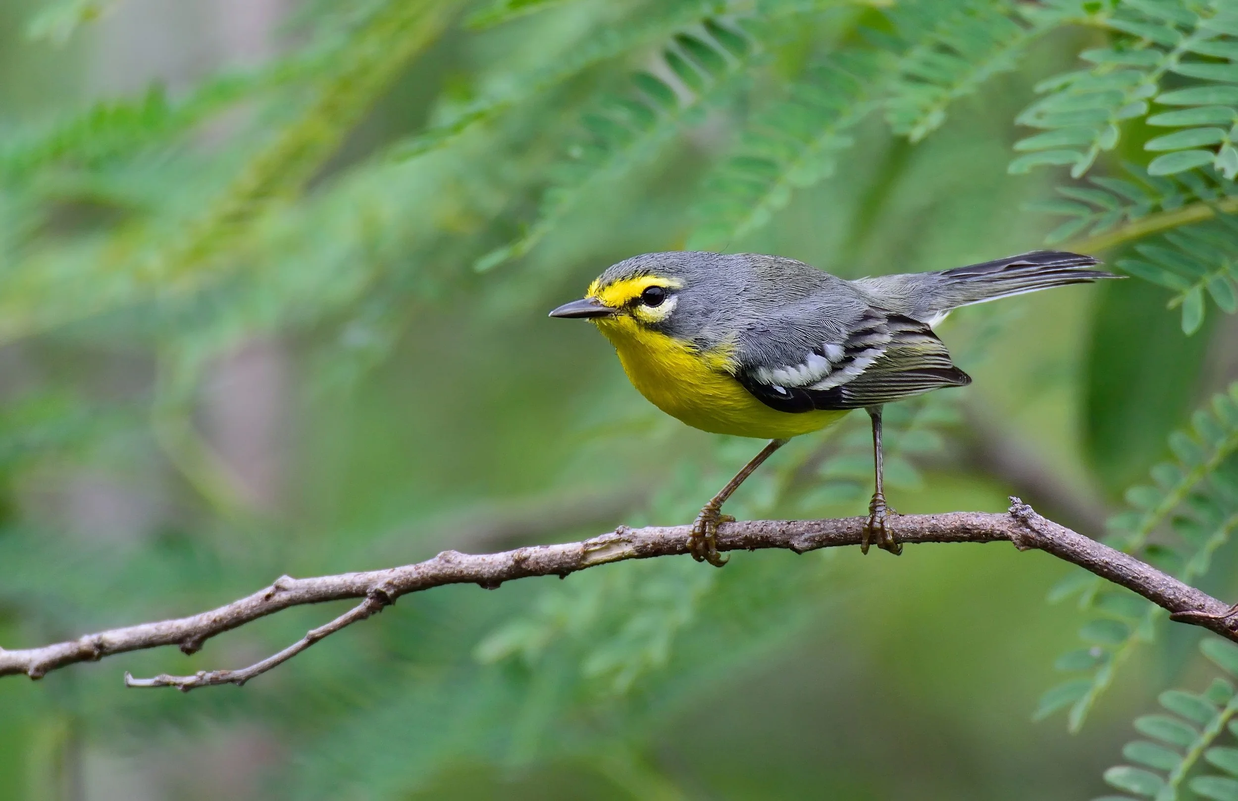 Reinita Mariposera (Tito) 2500.jpg