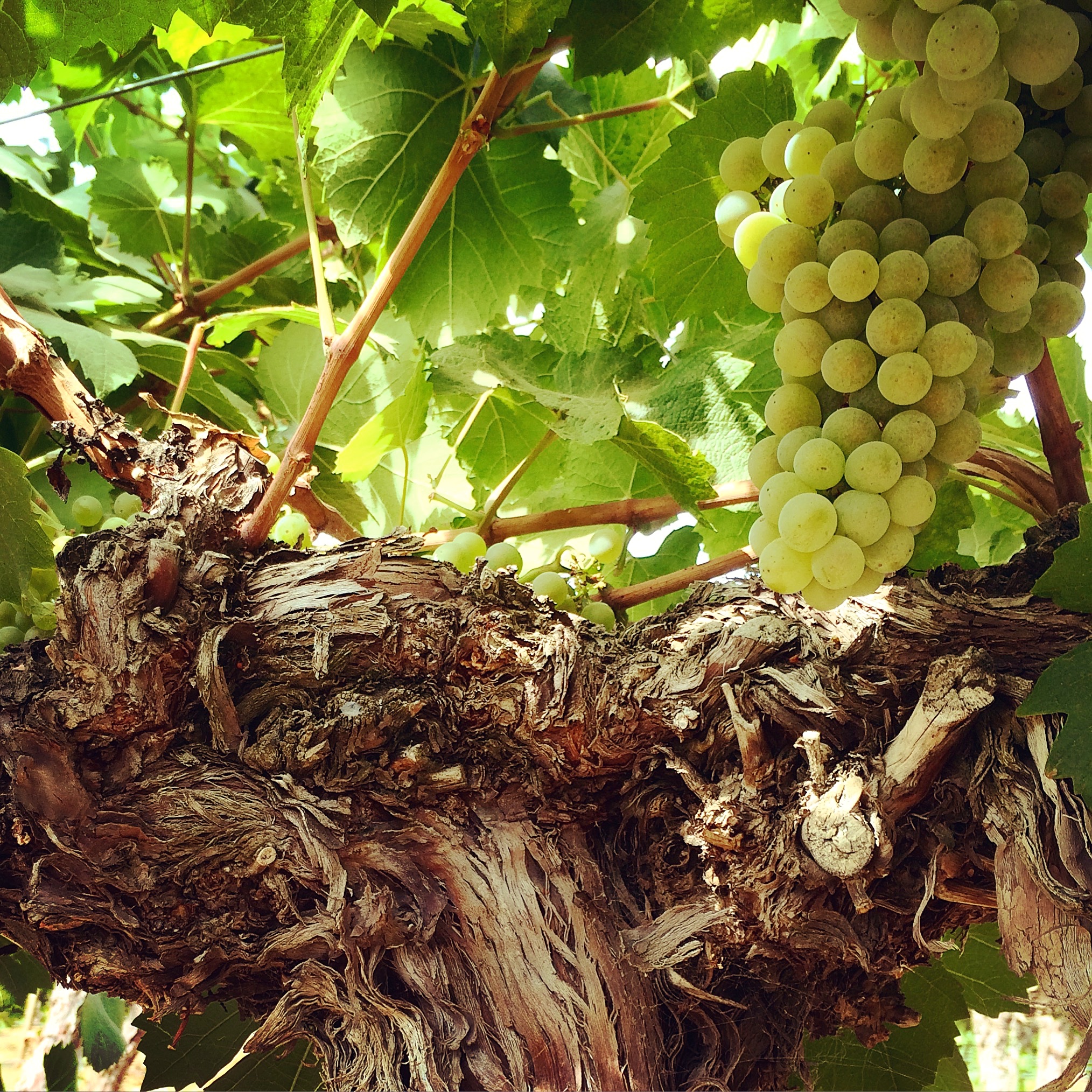 White wine grapes growing on a vine flanked by leaves