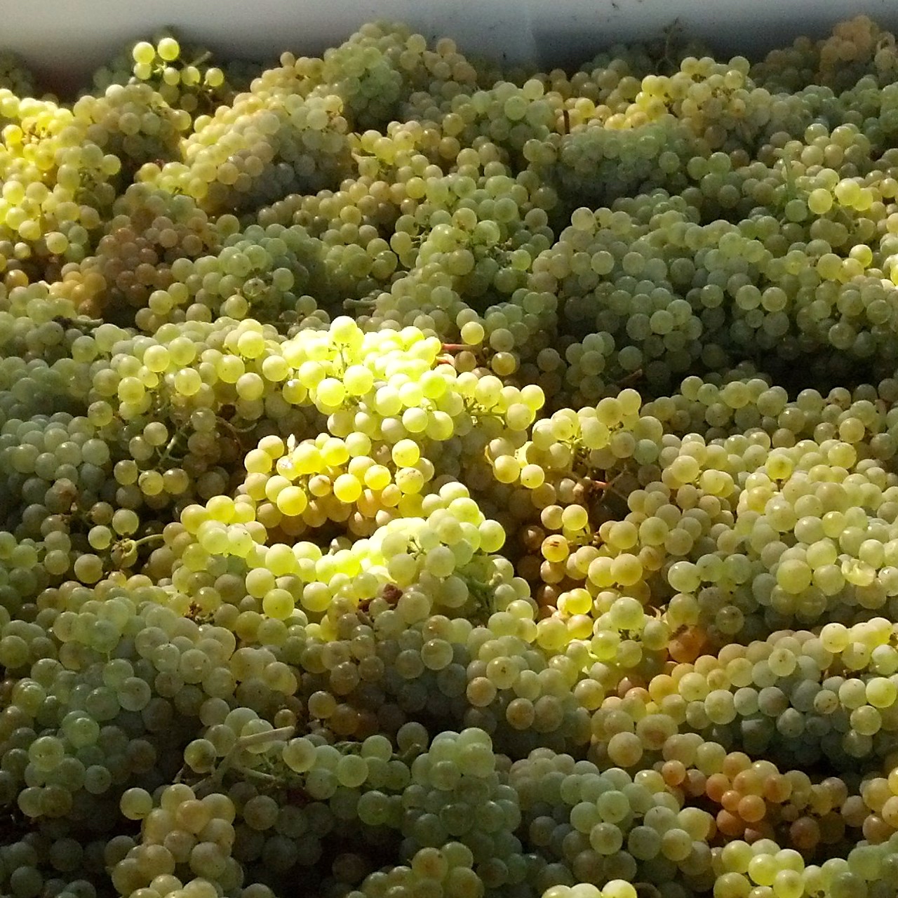 Bunches of picked white wine grapes waiting to be crushed