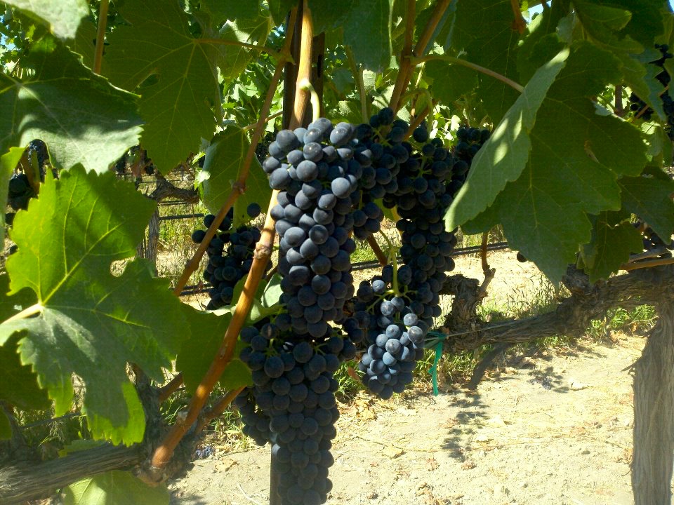 Red wine grapes growing on the vine flanked by leaves