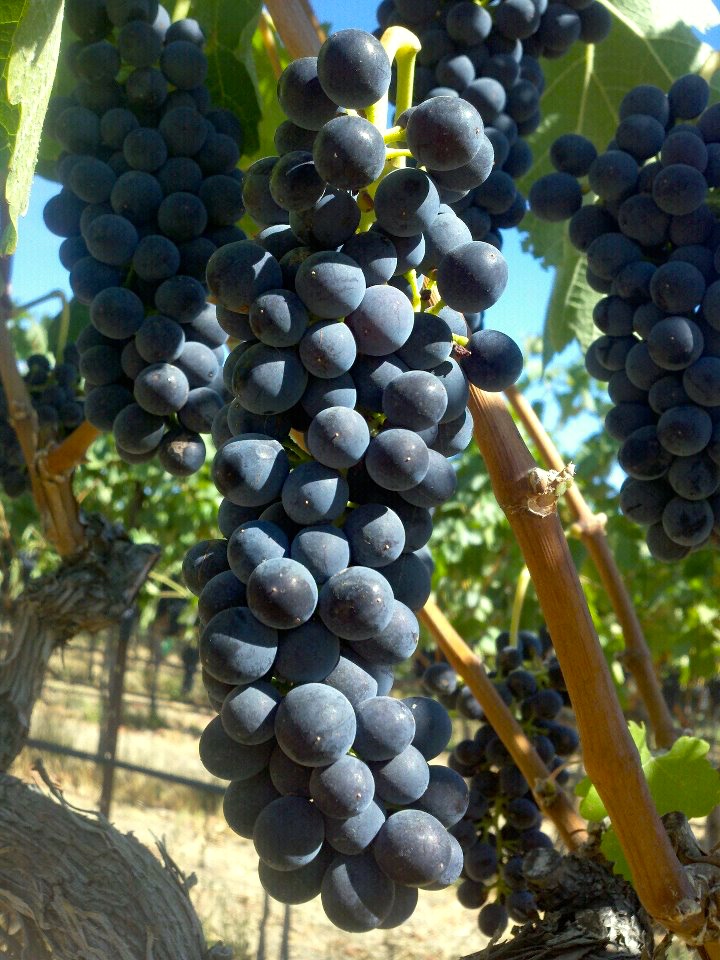Close up of red wine grapes growing on the vine flanked by leaves