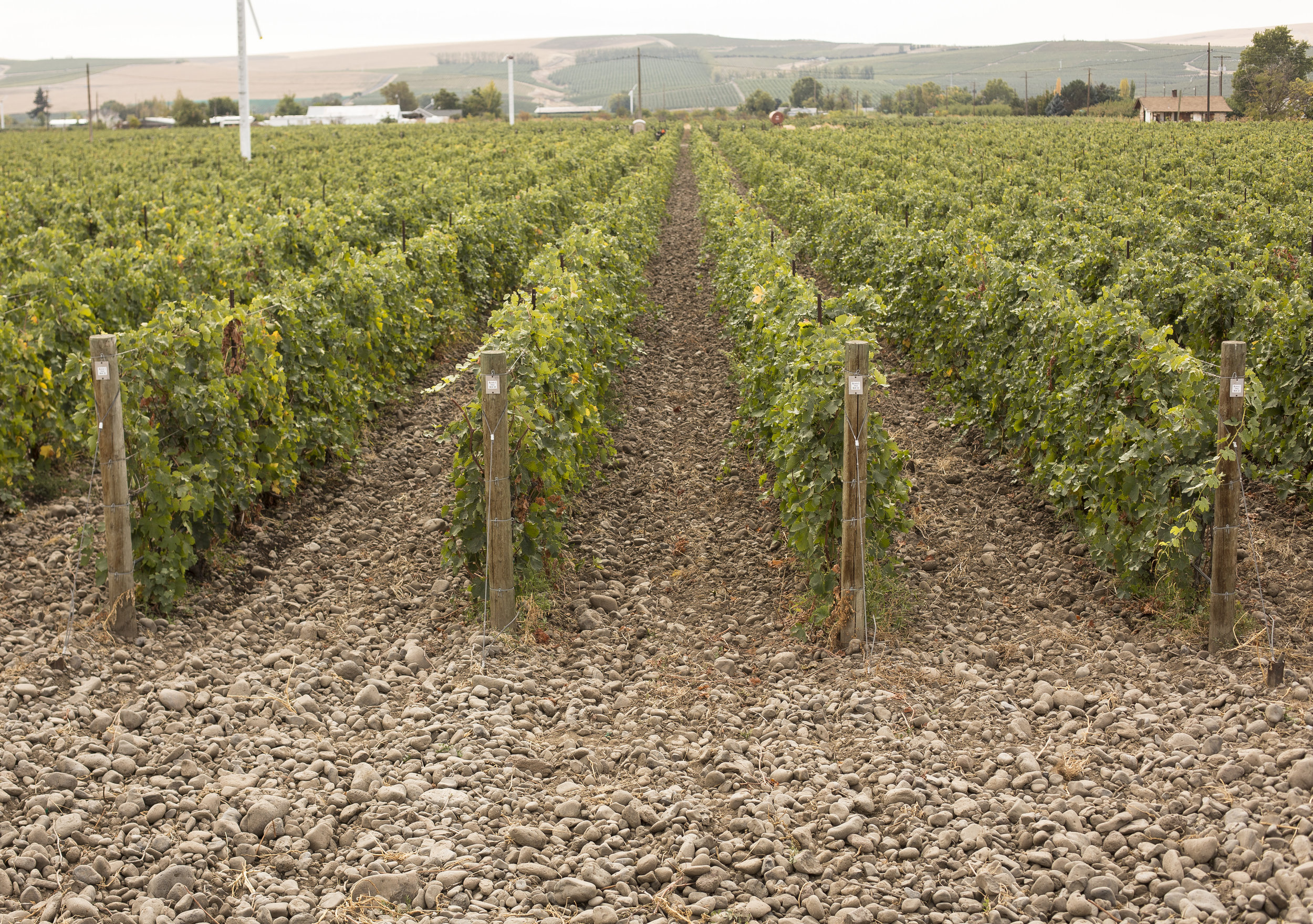 Stoney Vine Vineyard, big cobblestones and vines