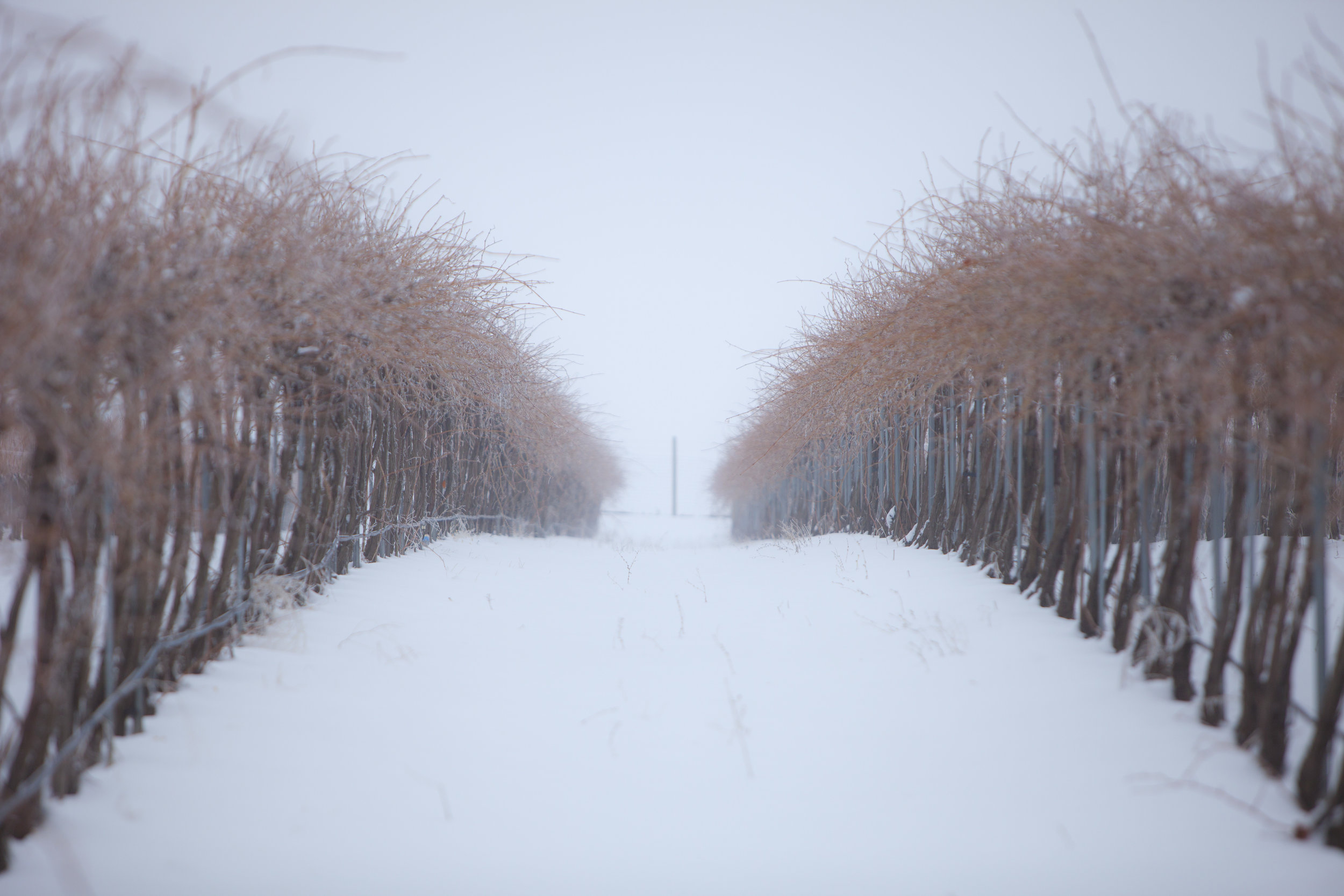 Les Collines Vineyard with a blanket of snow