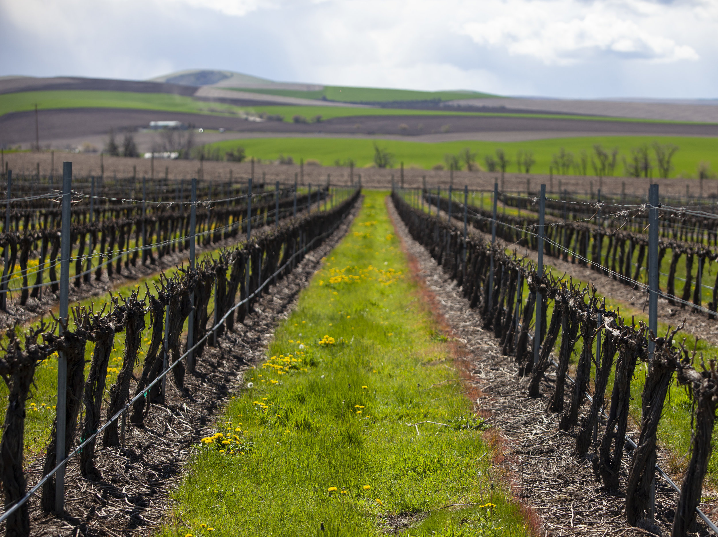 Les Collines vineyard as shoots emerge from the vines
