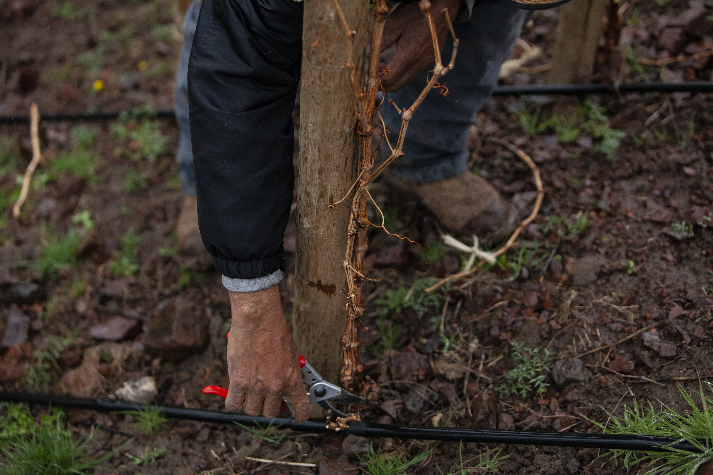 Pruning back vines in preparation for next year's crop