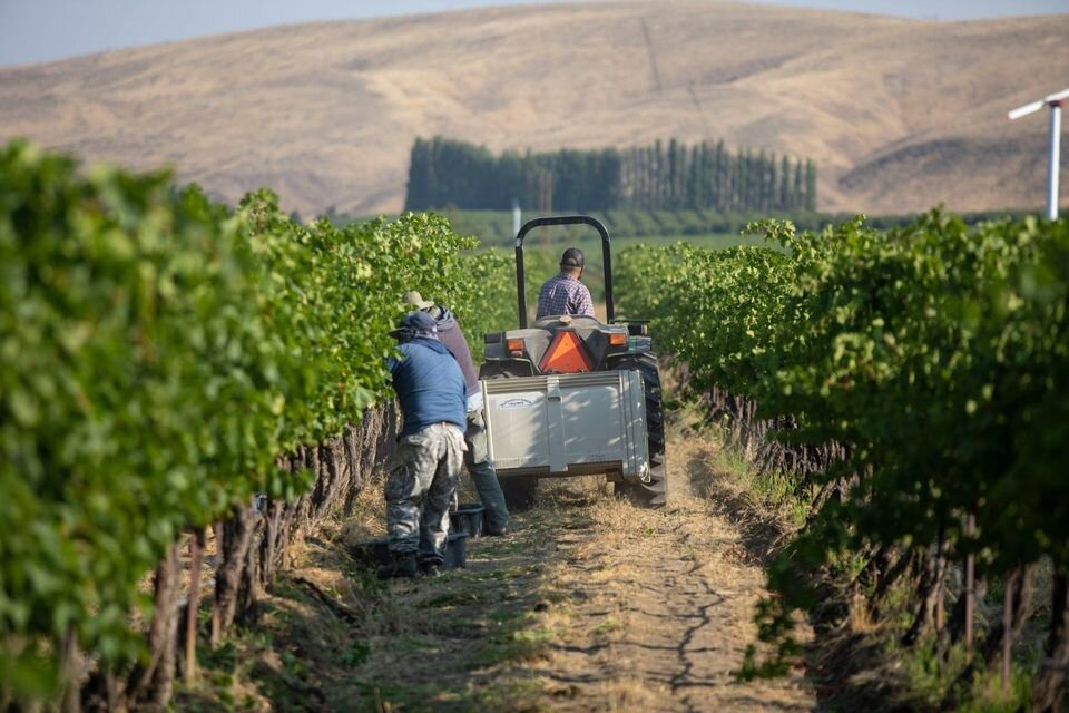  Vineyard crew harvesting between vines