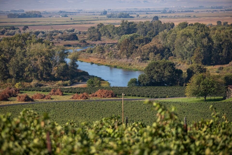 Upland vineyard with river in the backgroud