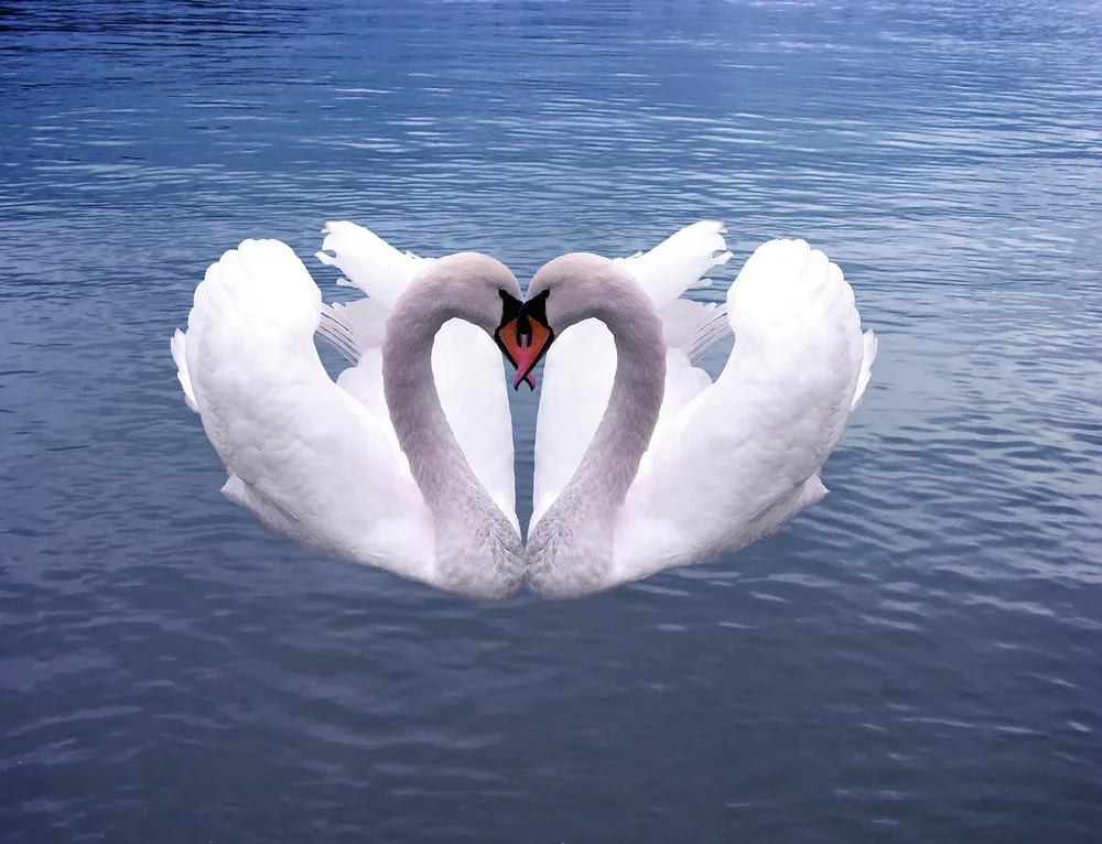 2 Swans.jpg