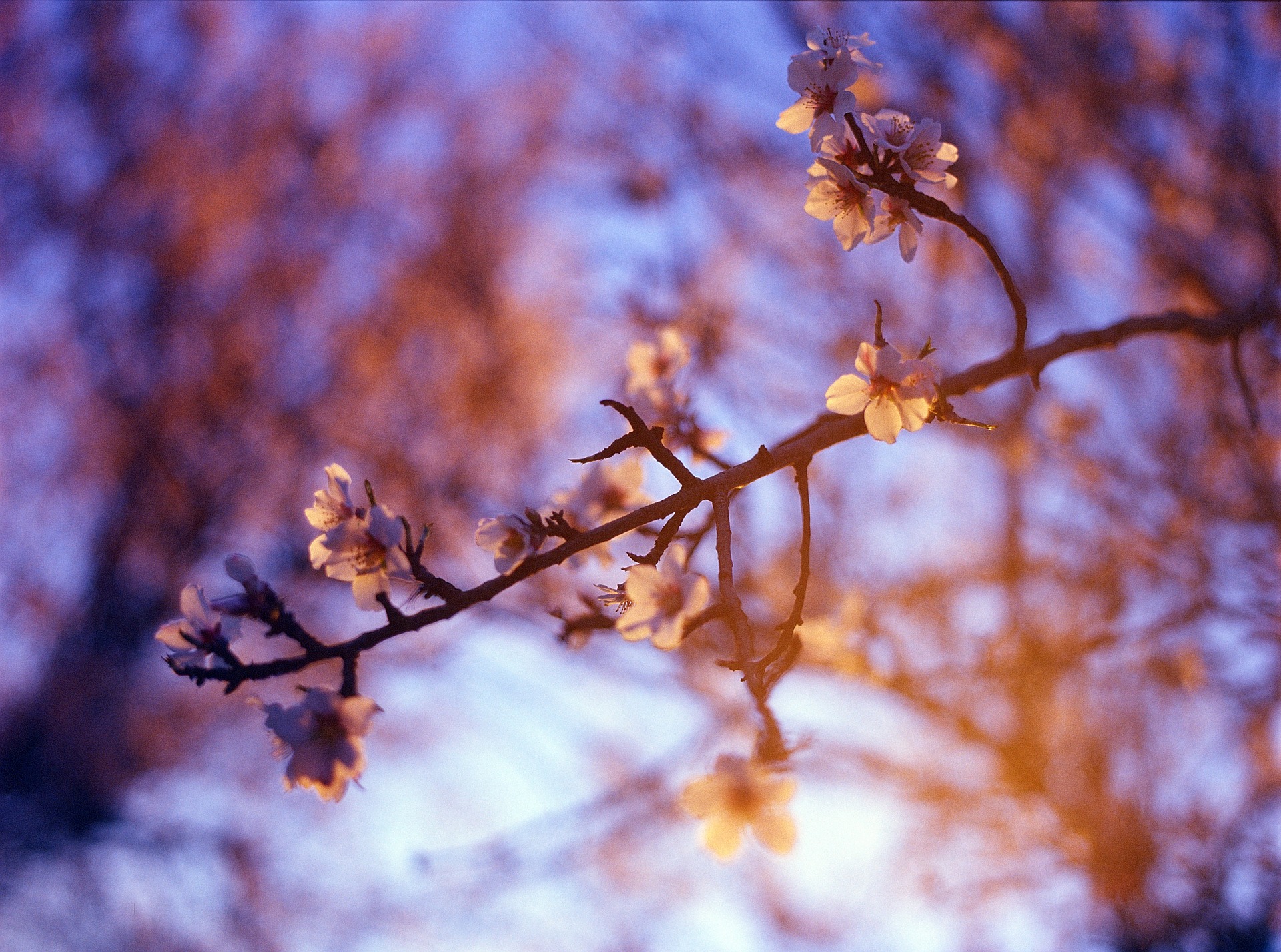 almond-blossom-1345840_1920.jpg