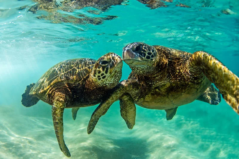 honu_love_800.jpg