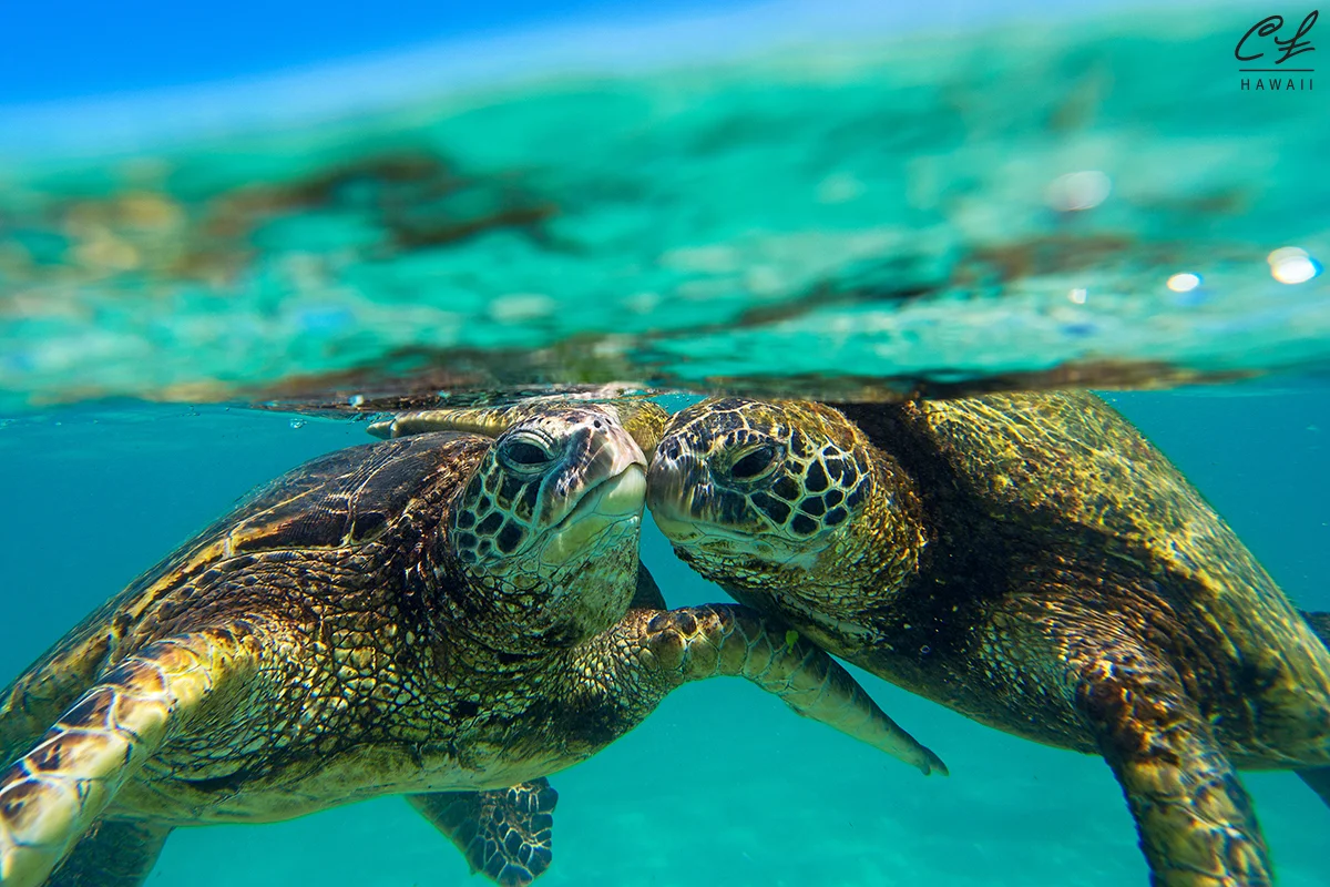 DSC_2663 honu kiss 1200 .jpg