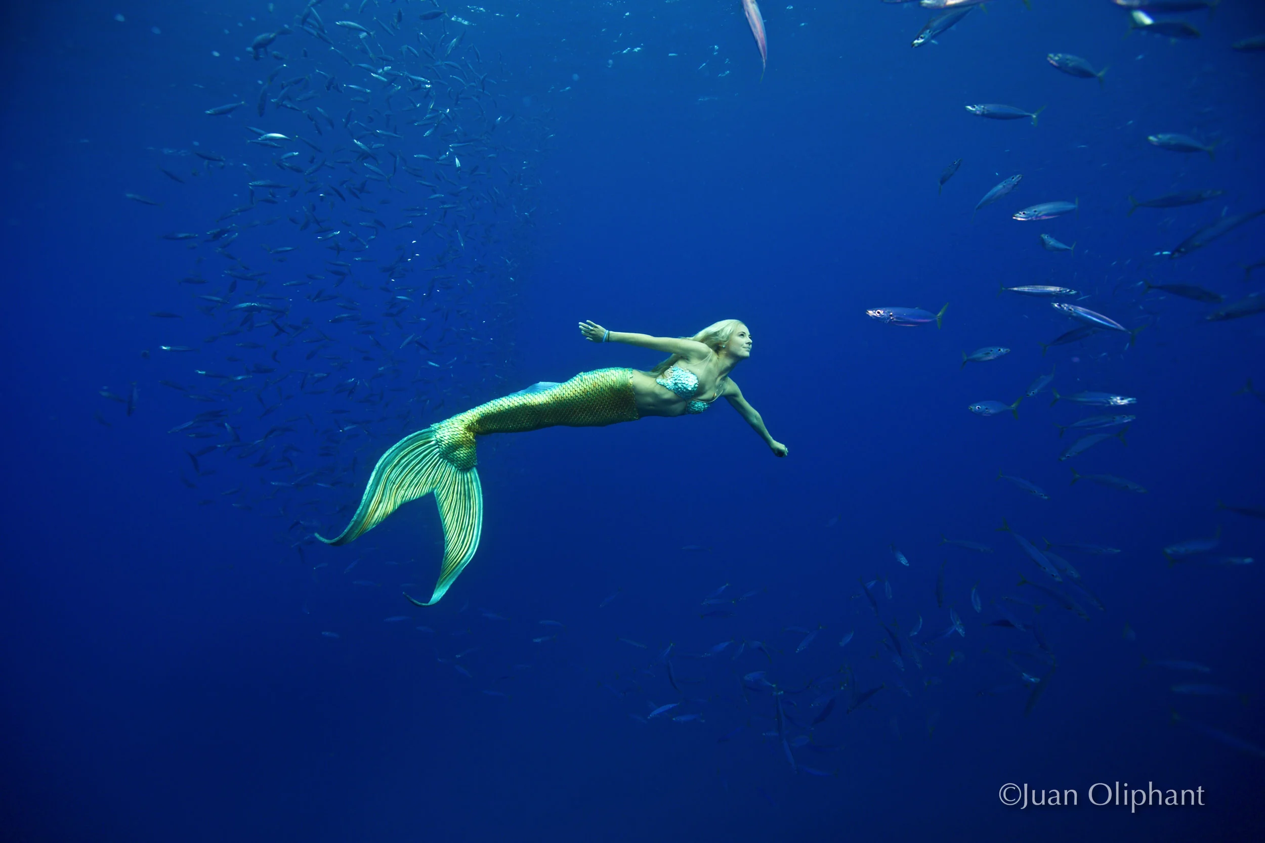 Ocean Golden Mermaid Opelu.jpg