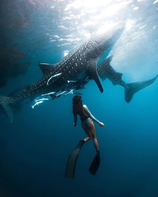 The largest confirmed Whale Shark was about 42.5 feet long. They are filter feeders and have about 3,000 tiny teeth. Whale sharks have a lifespan estimated to be 70-100 years and though they can live long beautiful lives, they are also heavily sought