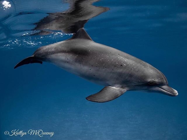Beautiful Spotted Dolphin encounter. They are found in the Gulf Stream if the North Atlantic Ocean and older members of the species tend to have much more distinctive spots on their bodies. Their life span is about 40 years 🐬#Repost @sharkdiver_kait