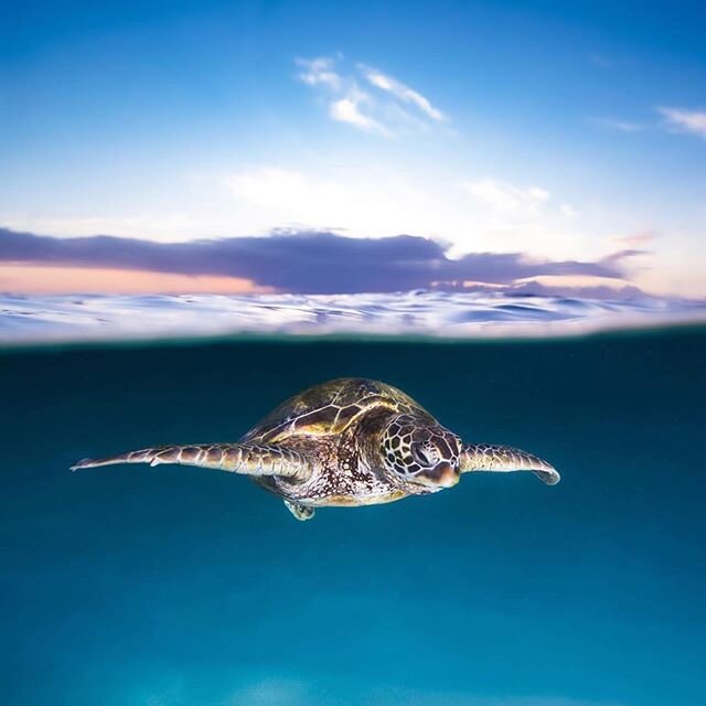 Love this post form @juansharks
We sure do love a health(ier) ecosystem. Though Hawaii has much healing to do in its reef system, healthier reefs maintain/retain marine life &amp; everything in that cycle serves a purpose. ・・・
Flying through turtle T