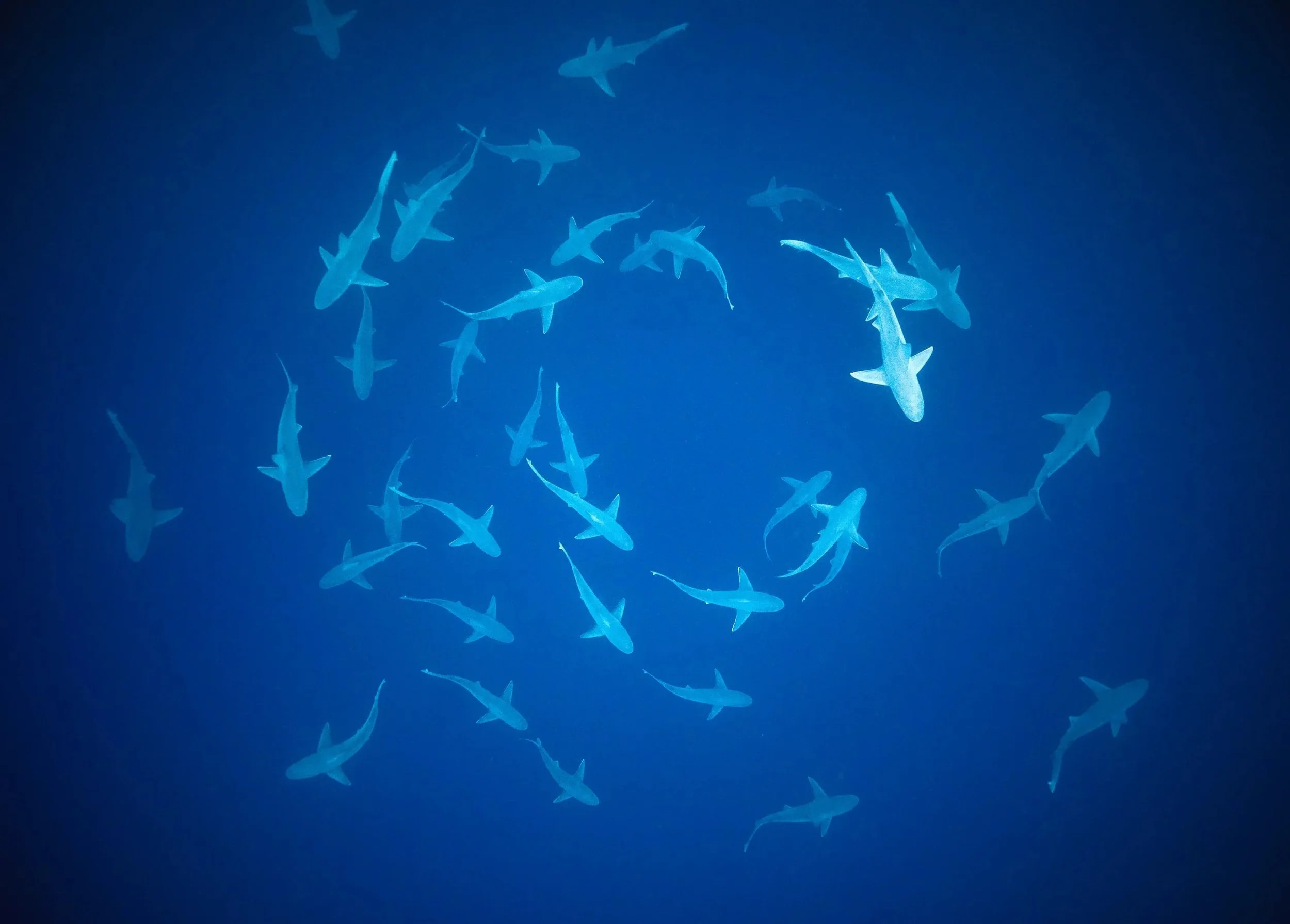 The Overfishing of Sharks