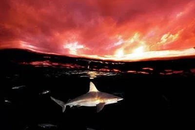 Declining Shark Populations