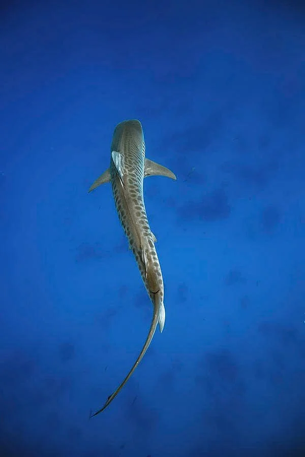 Migration of the Hawaiian Tiger Shark