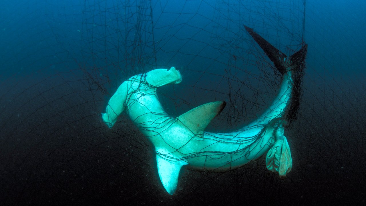 Are you unknowingly supporting the shark fishing industry?