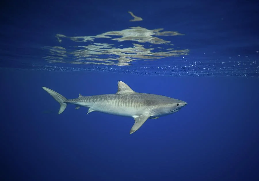 All About Shark Senses