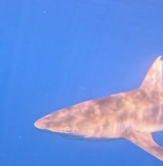 Screen Shot 2025-11-17 at 8.50.59 AM.JPEG