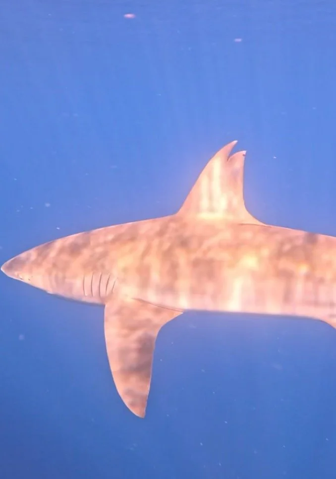 Screen Shot 2025-11-17 at 8.51.09 AM.JPEG