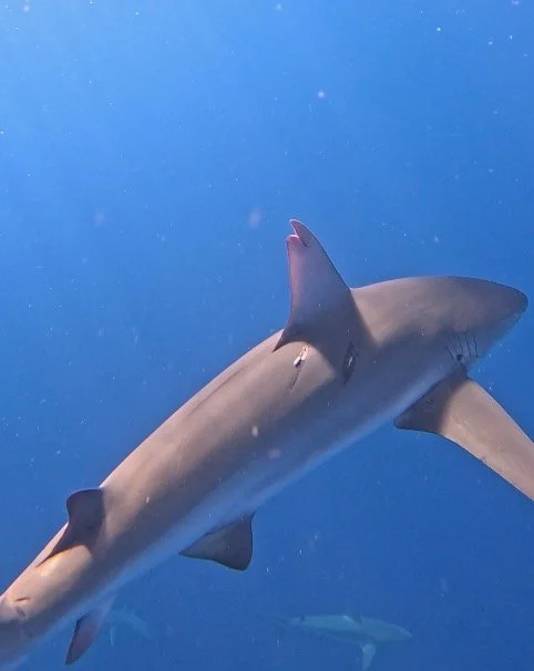 Screen Shot 2025-11-17 at 8.51.26 AM.JPEG