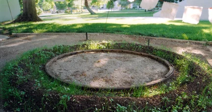 growth ring.jpg