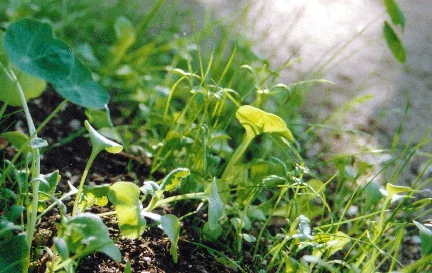 sproutsback.jpg