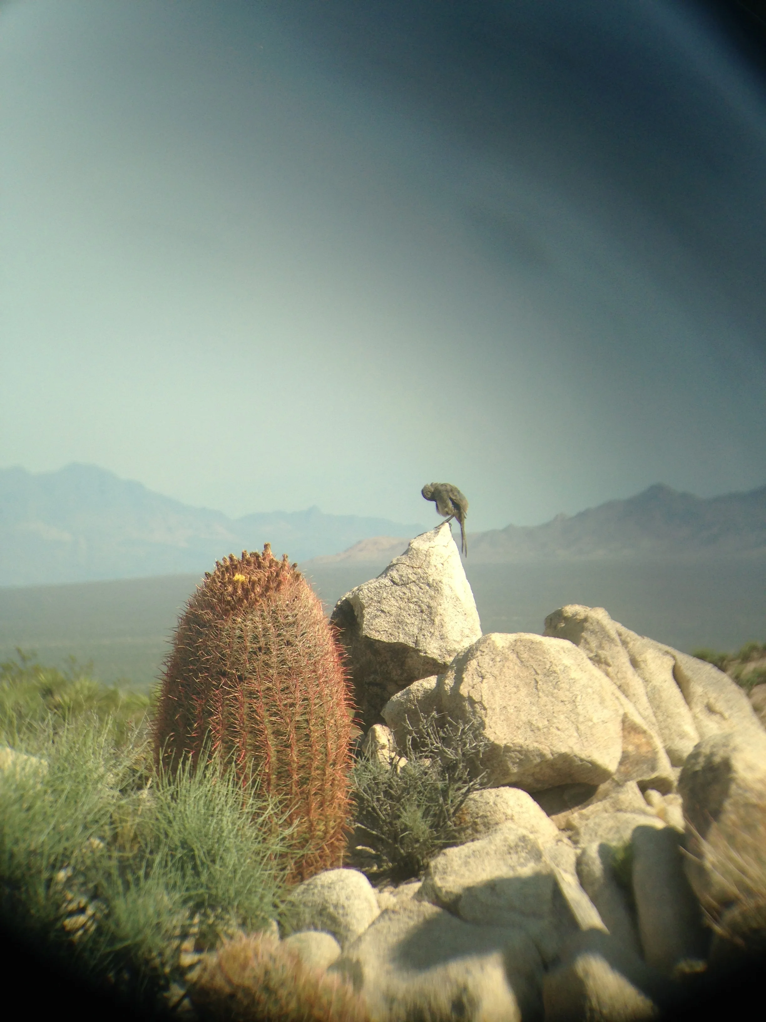 Kim Garrison, Bird on Barrel Hill , iphone camera through binocular lens, 2015