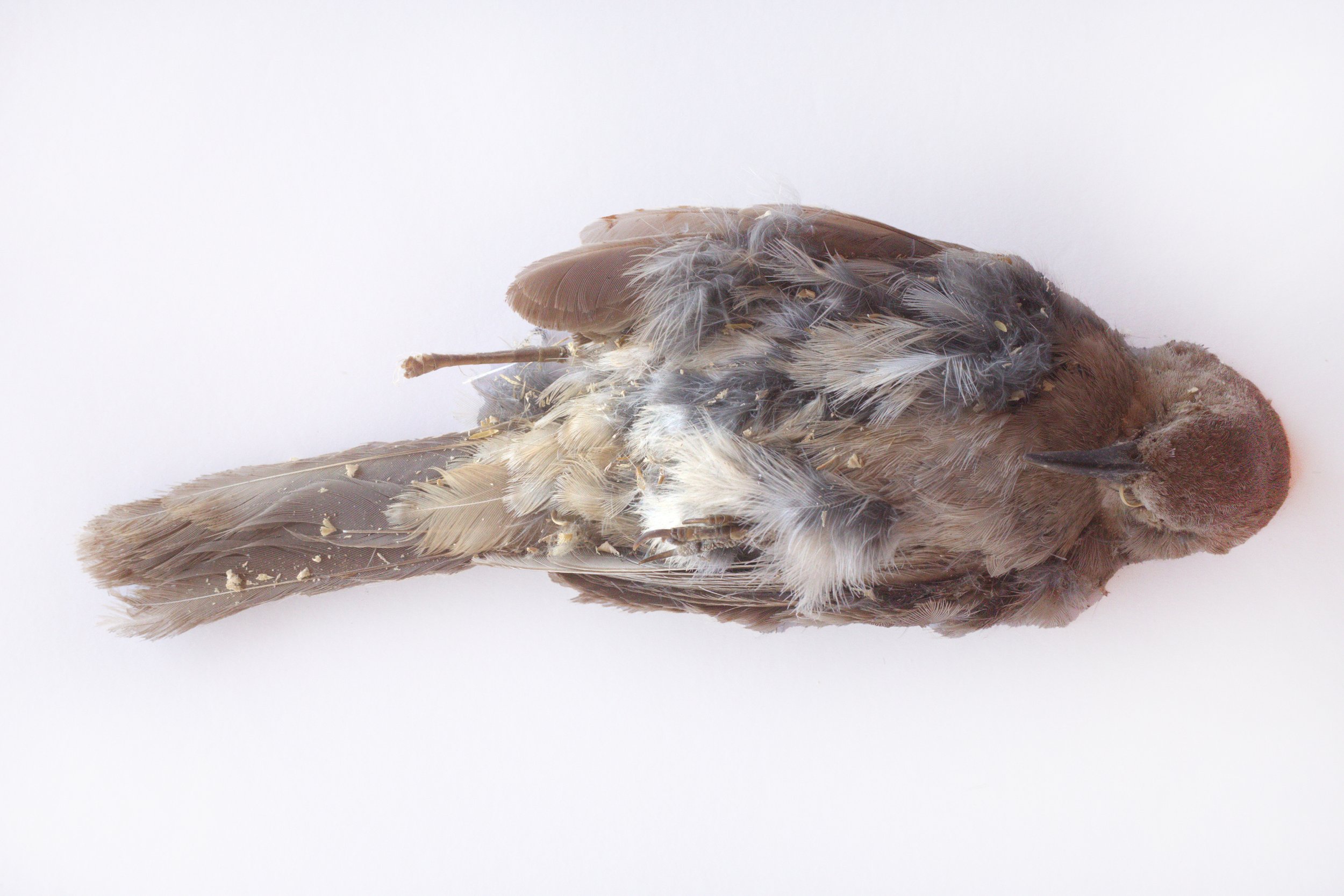 Mummified Bird