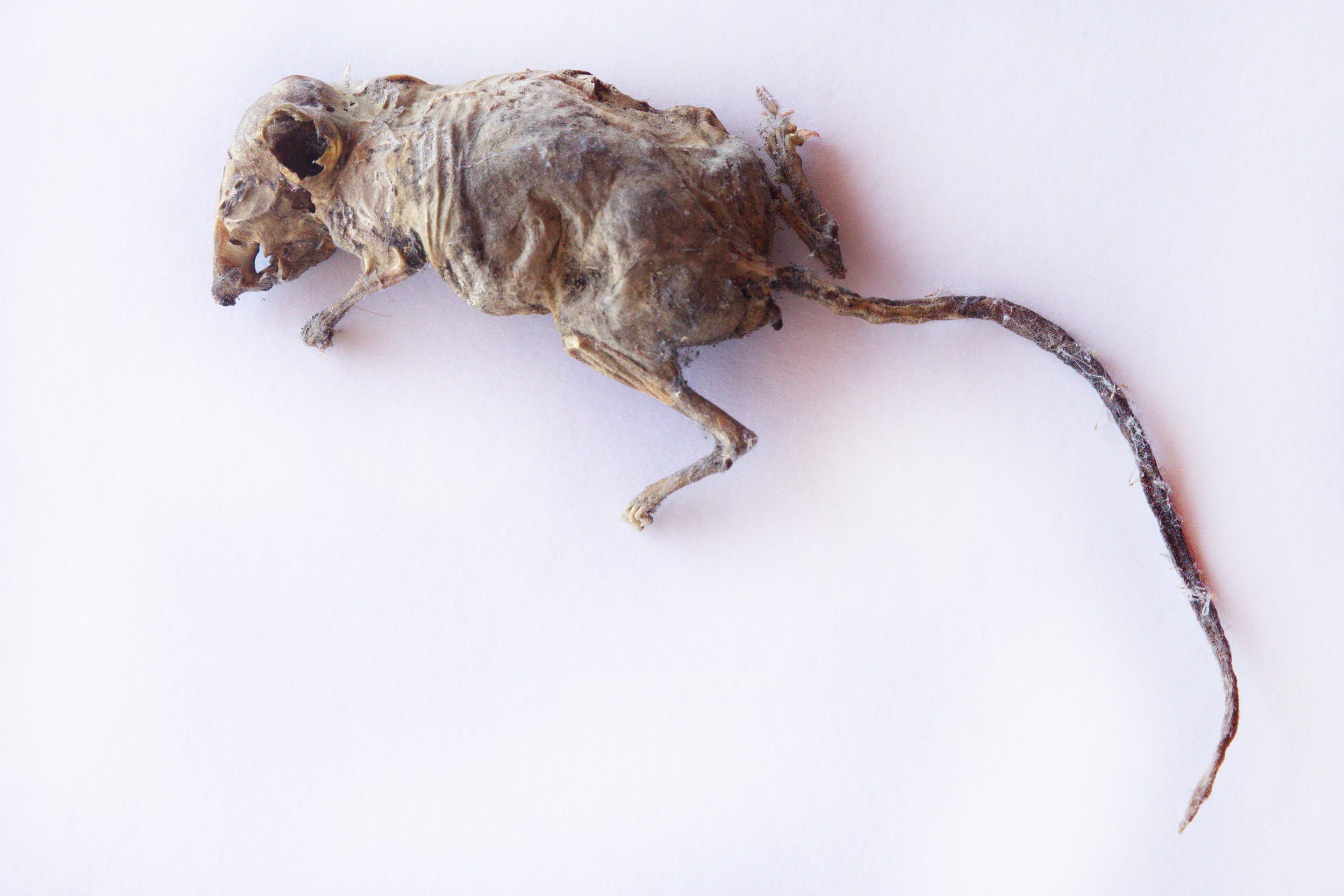 Mummified Mouse