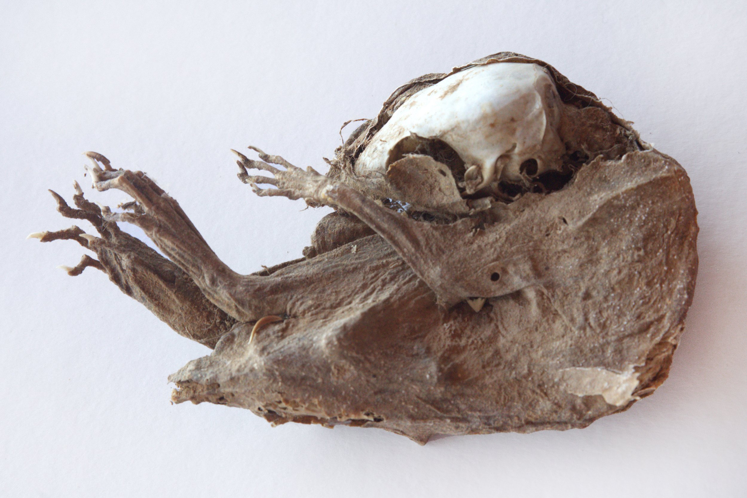 Mummified Rat with Exposed Skull